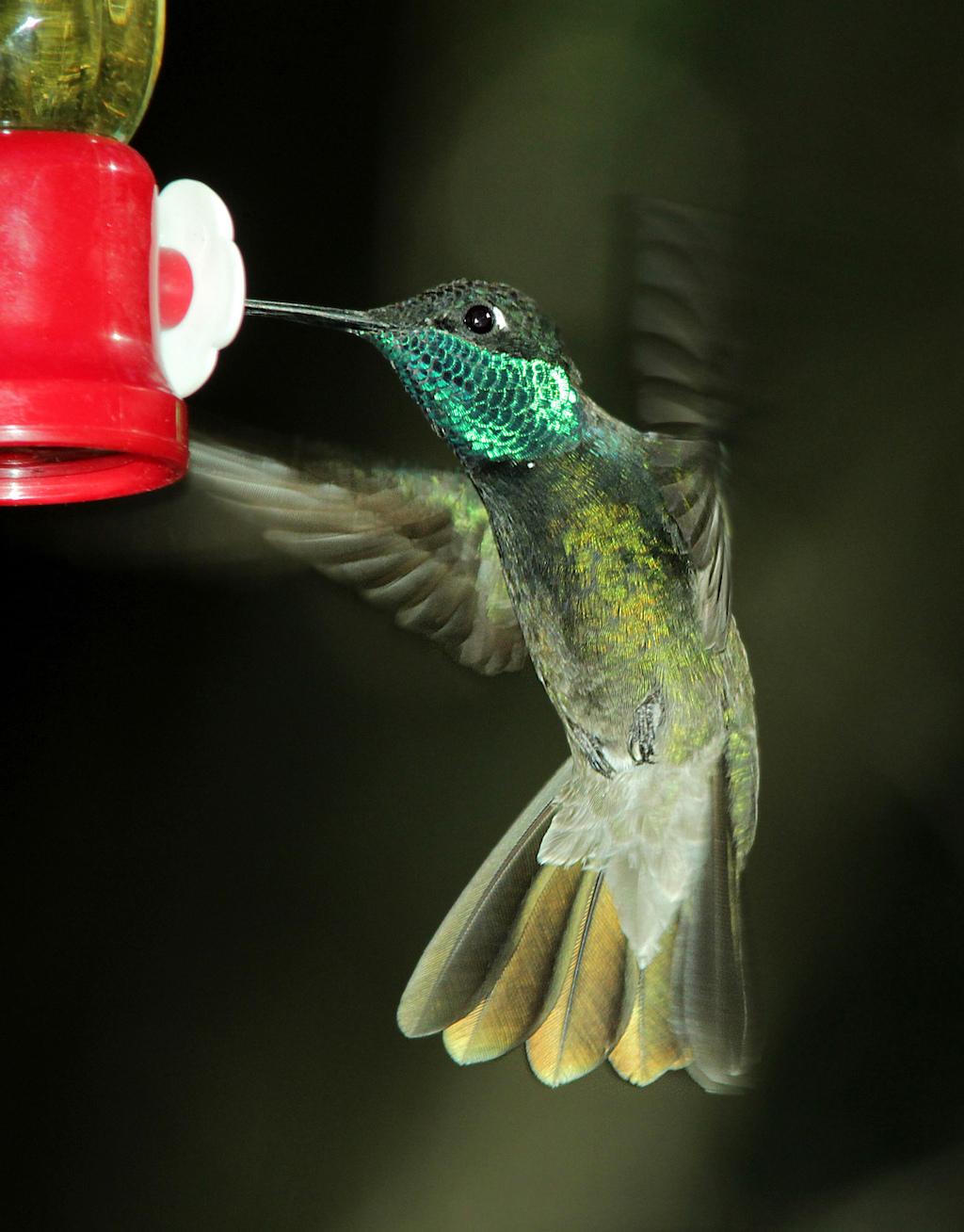 Hummingbird species, with common names, sizes, scientific names and photos