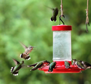A classic 16-oz First Nature feeder hung at eave-level ... always a favorite of the hummingbirds!