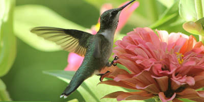 www.hummingbirdcentral.com