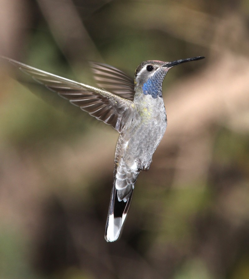 Blue-Throated Hummingbird