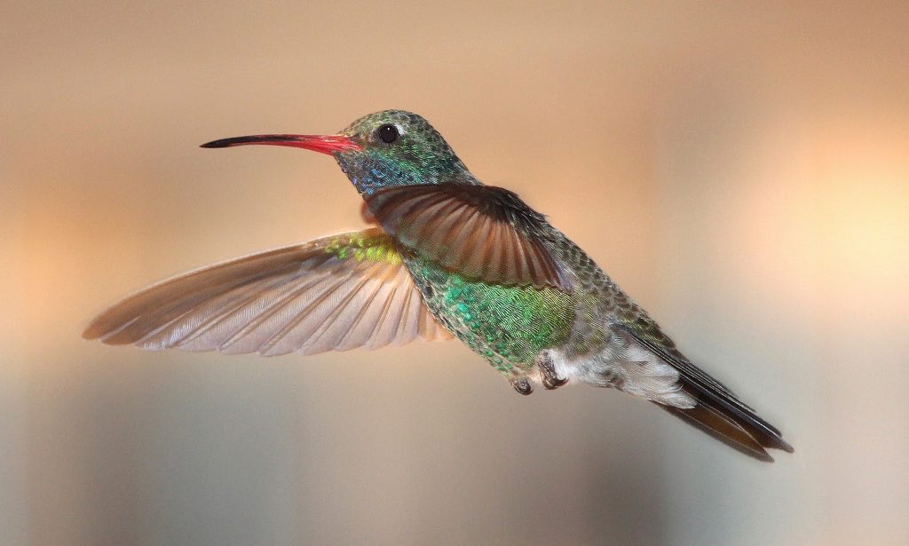 Broad-Billed Hummingbird