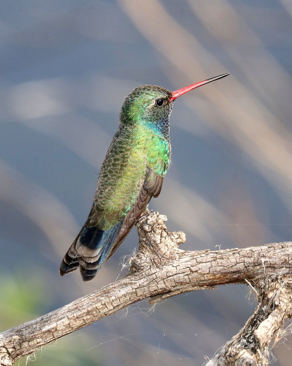 Broad-Billed Hummingbird