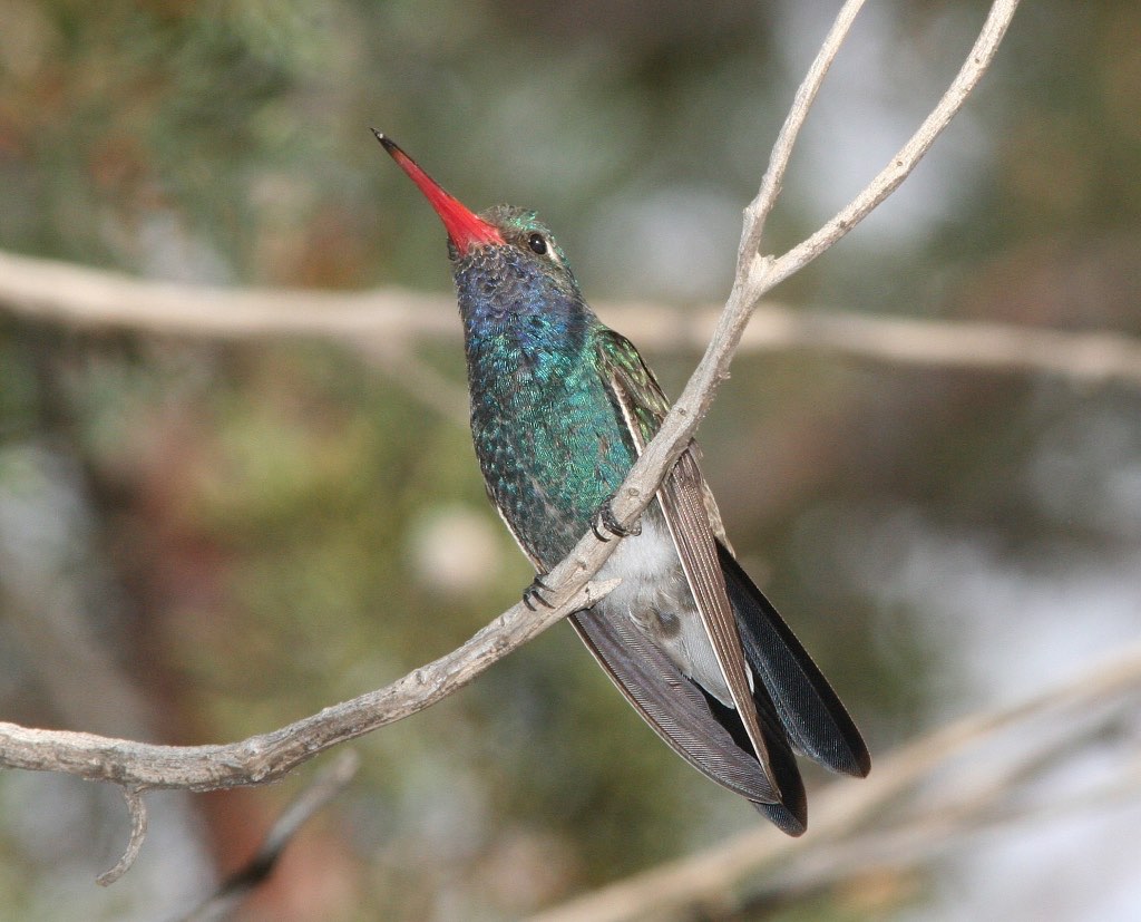 Broad-Billed Hummingbird