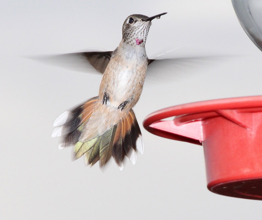 Broad-Tailed Hummingbird