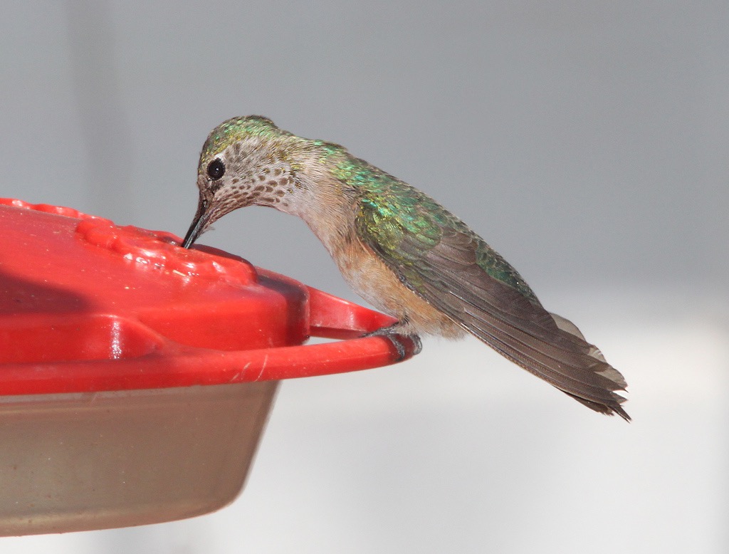 Broad-Tailed Hummingbird