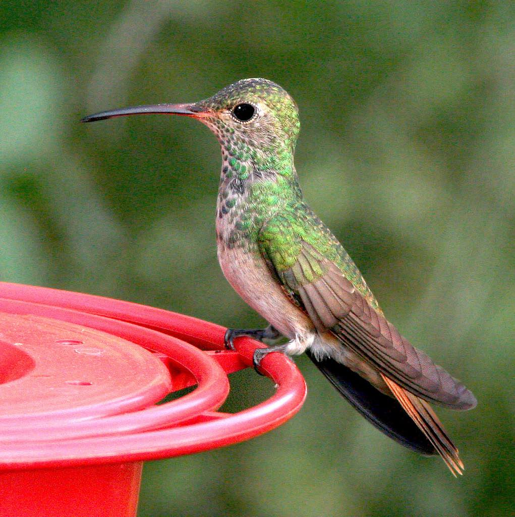 Buff-Bellied Hummingbird