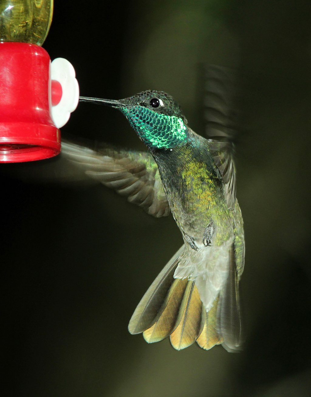 Rivoli's Hummingbird