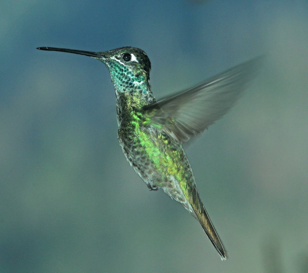 Rivoli's Hummingbird