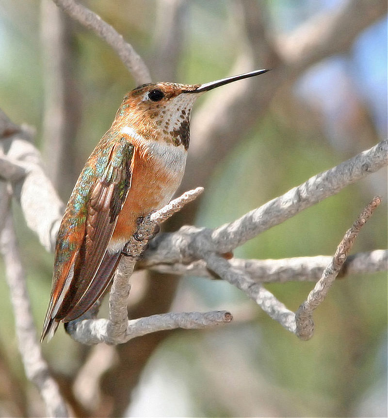 Rufous Hummingbird