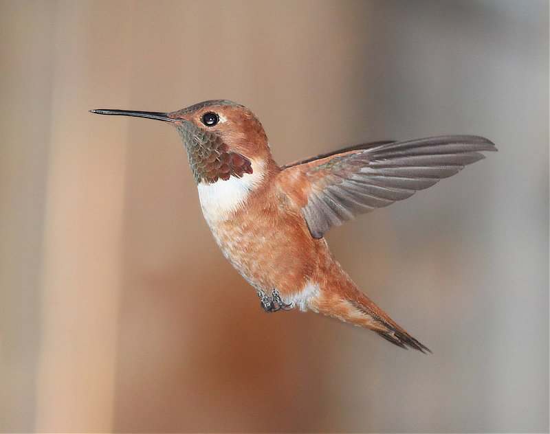 Rufous Hummingbird