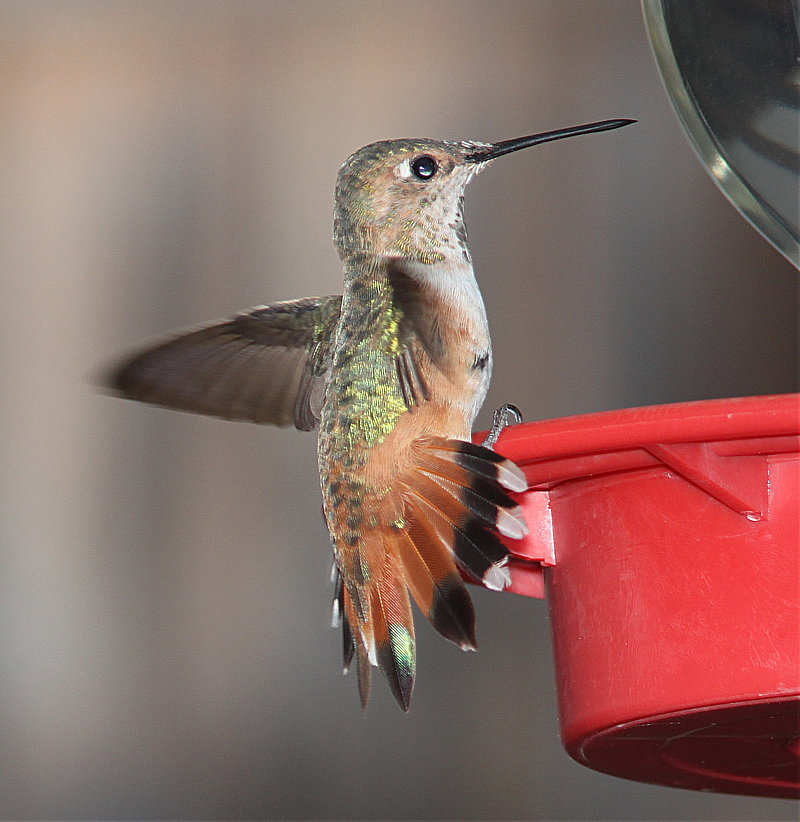 Rufous Hummingbird