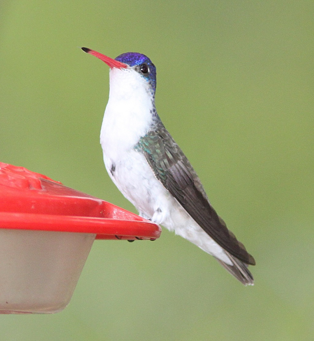 Violet-Crowned Hummingbird