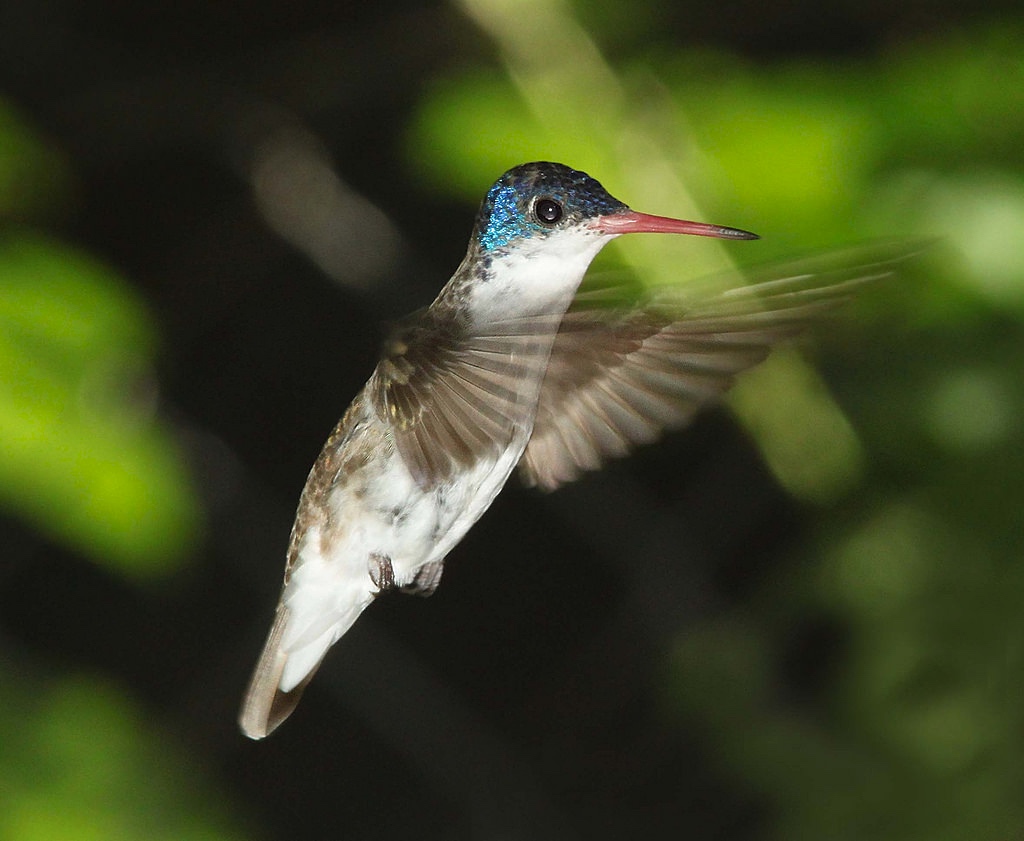 Violet-Crowned Hummingbird