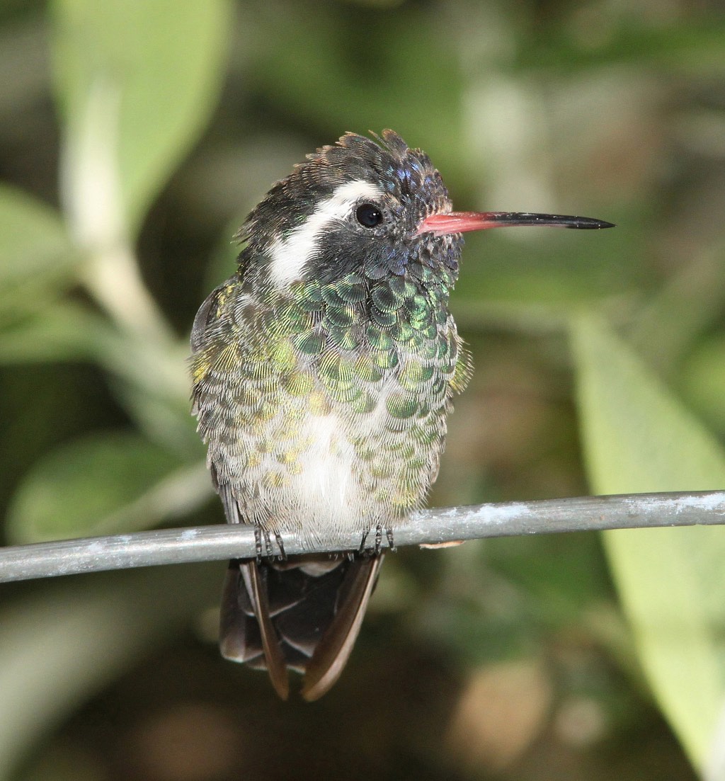 White-Eared Hummingbird