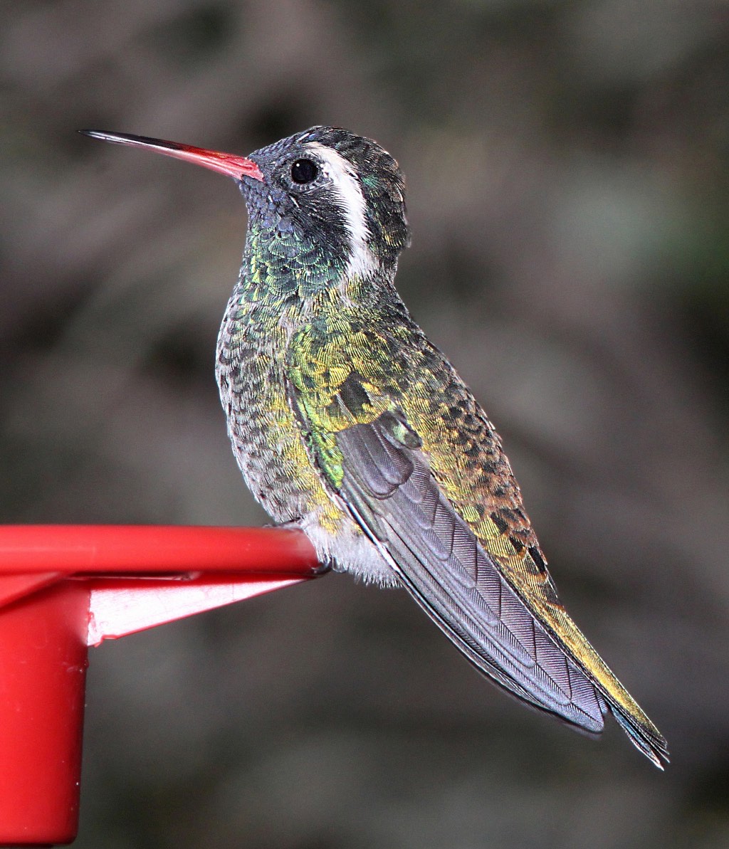 White-Eared Hummingbird