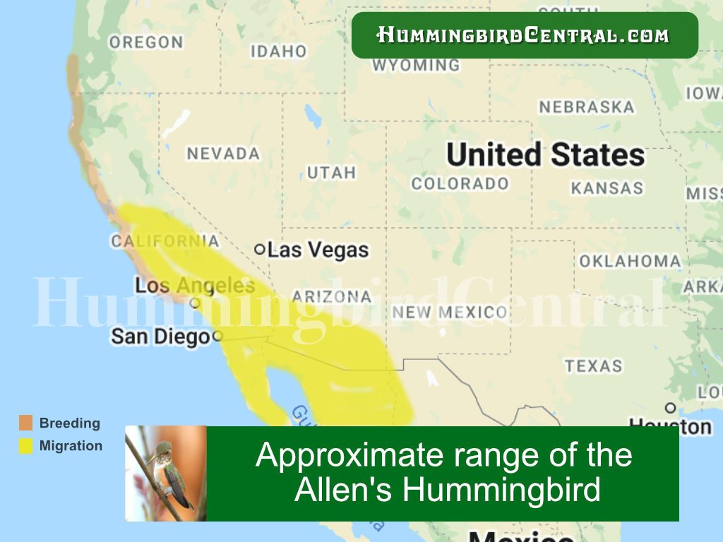 Map showing the approximate range of the Allen's Hummingbird in the United States