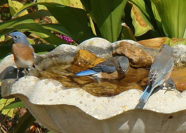 Bluebirds enjoying the birdbath