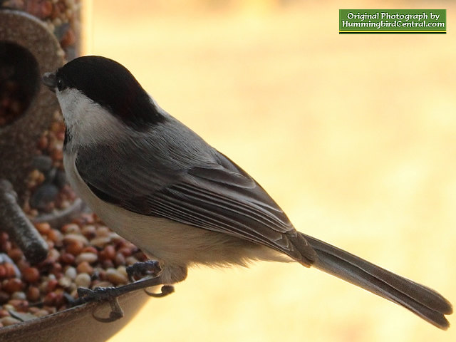 The Chickadee