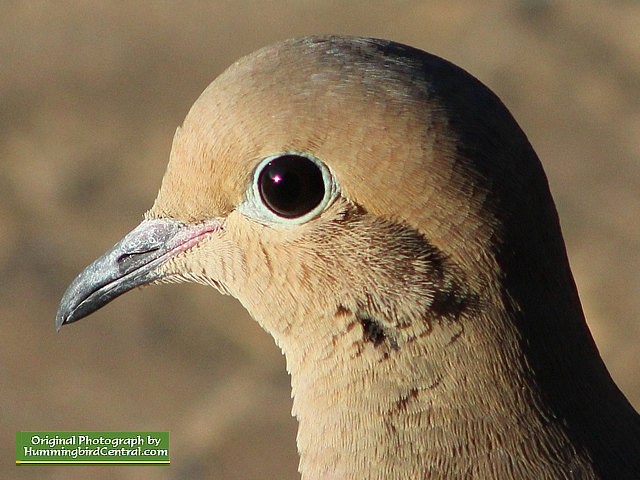 Up close and personal with a beautiful Mourning Dove