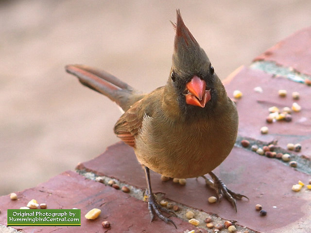 A beautiful female Northern Cardinal feeding on the ground