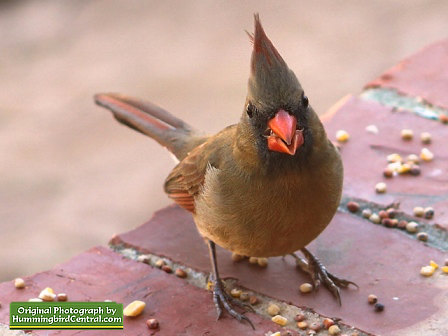 A beautiful female Northern Cardinal enjoys bird seed during the winter in our backyard sanctuary