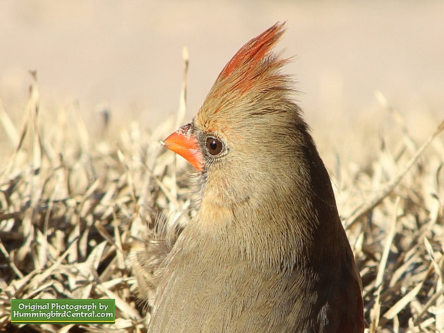 Close up view of a female Cardinal against a winter backdrop