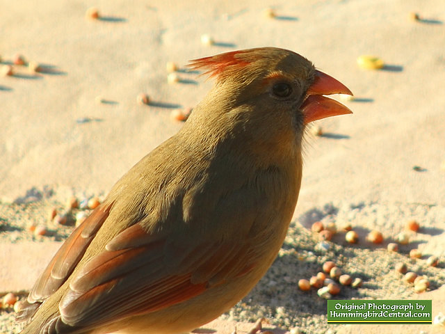 Female Northern Cardinal