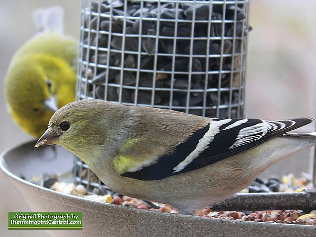 Goldfinch and a Warbler friend ... sharing a black sunflower seed feederGoldfinch and a Warbler friend ... sharing a black sunflower seed feeder