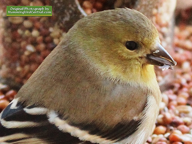 Up-close and personal with a beautiful Goldfinch