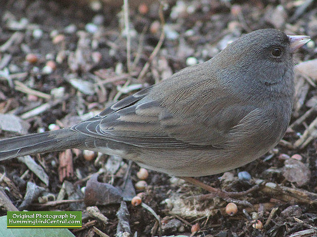 Junco in the backyard