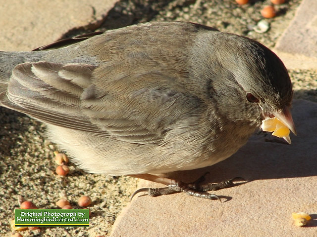 Junco in the backyard