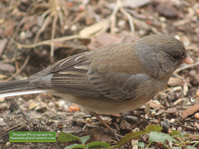 Junco in the backyard