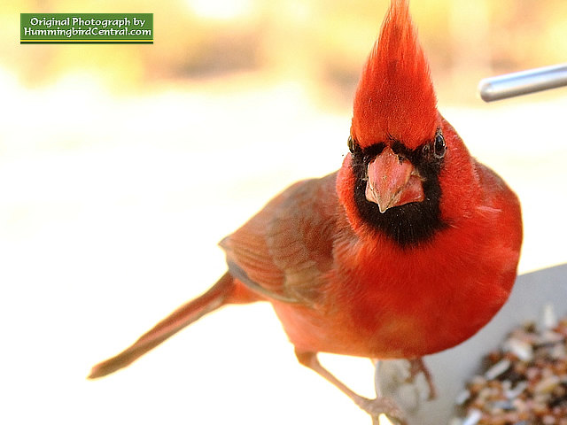 Backyard Birds: Cardinals