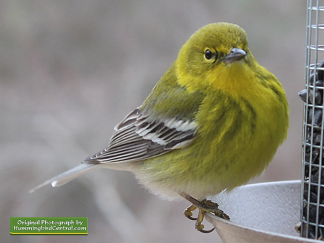 Up close and personal with a lovely Pine Warbler
