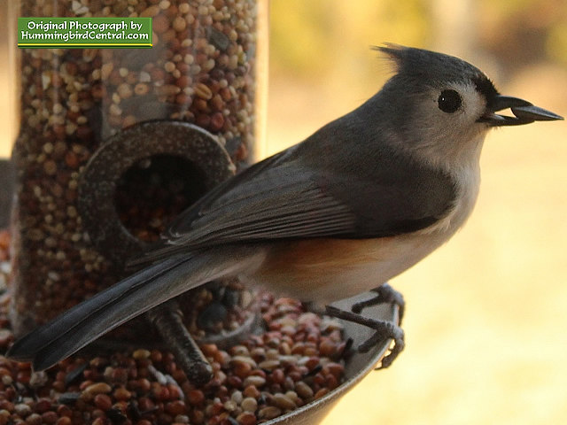 Titmouse at the bird feeder