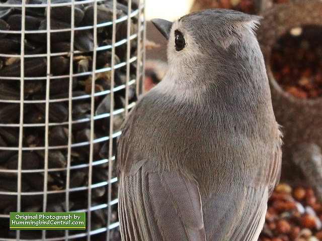 Titmouse ... the feathers are incredible!