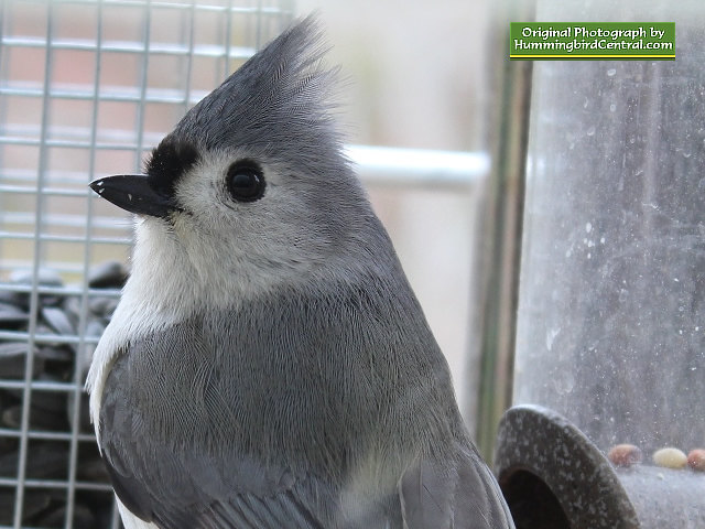 A beautiful Titmouse up-close and personal