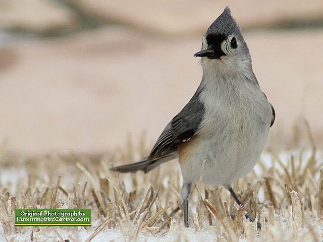 Titmouse braving the hostility of a harsh winter and snow
