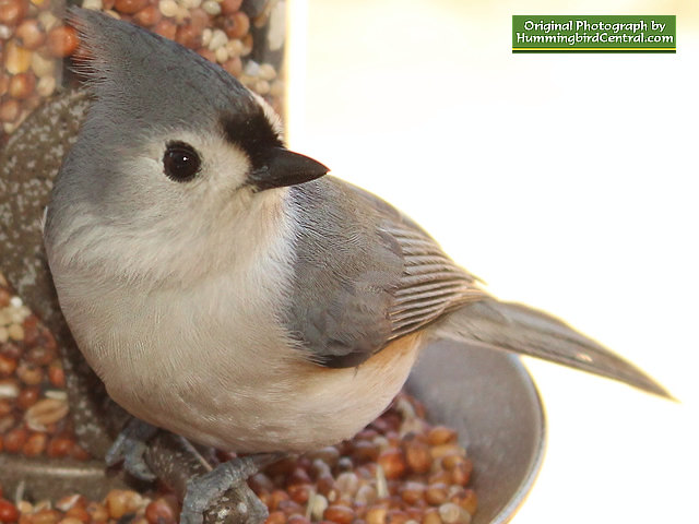 Titmouse at rest in the bird feeder