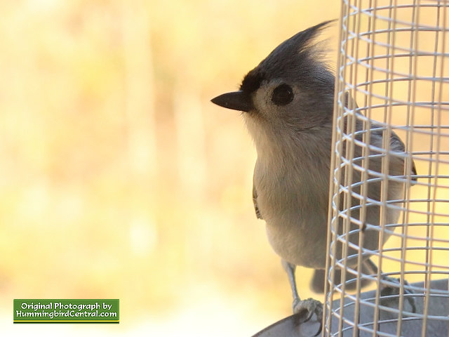 Titmouse ... alert for competition!