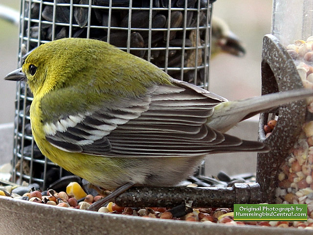 A Pine Warbler on the bird feeder on a cold wintry day