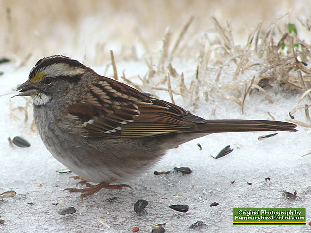 This White Throated Sparrow migrated south for the winter, but maybe not far enough!