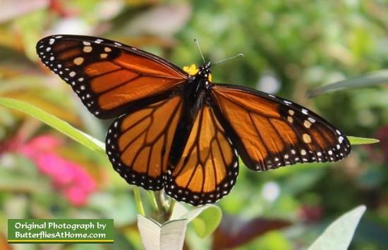 Monarch Butterfly