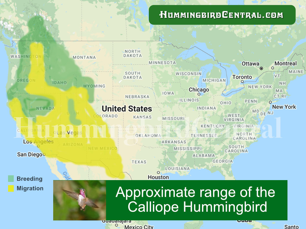 Range map of the Calliope Hummingbird in the United States and Canada