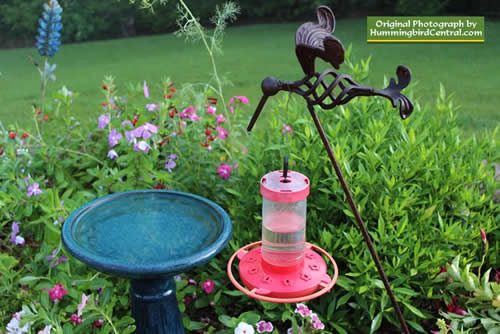 16-oz First Nature feeder at a low level near a variety of hummingbird friendly plants