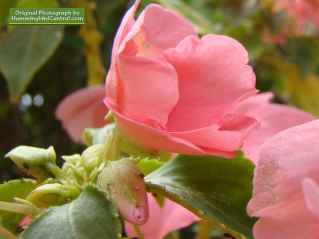 Pink Impatiens