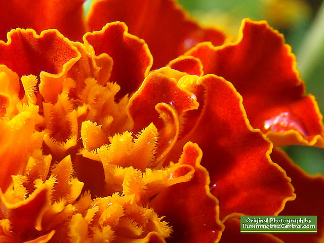 Orange Marigolds