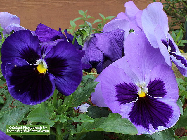 Purple Majestic Giant Pansies