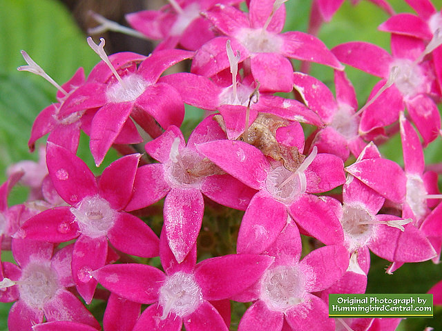 Pink Pentas