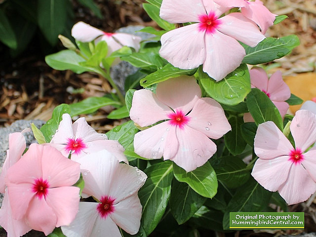 Pink Periwinkles